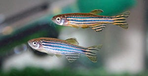 Zebrafish are a popular model to study infection. Image credit: Sci-News