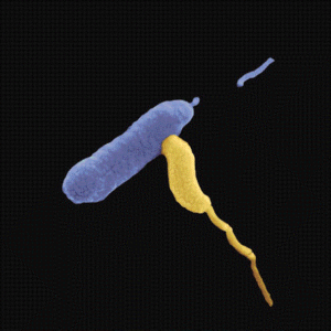 B. bacteriovirus survives by penetrating its prey, replicating then bursting out. Image credit: Nature